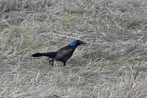Grackle, Common, 2025-05077405 Parker River NWR, MA